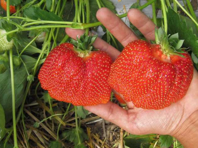 Фриго. Что это за рассада?