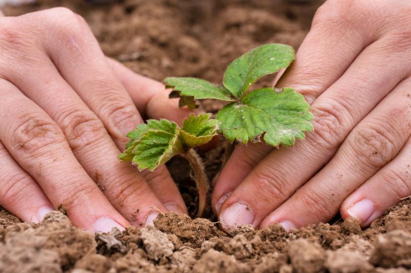 Посадка клубники фриго