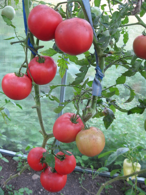 Томат "Малиновый желанный" F1 (8шт) недорого в Хабаровске