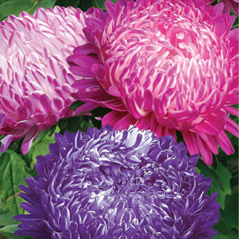 Астра "Седая дама", 0,2г недорого в Хабаровске