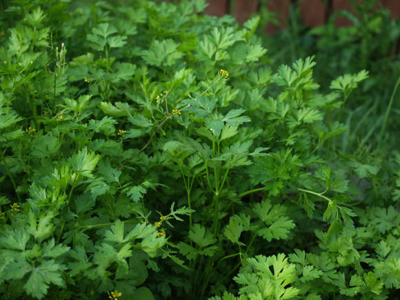 Петрушка корневая "Вершки и корешки", 2г недорого в Хабаровске