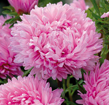 Астра "Королевский размер" розовая недорого в Хабаровске