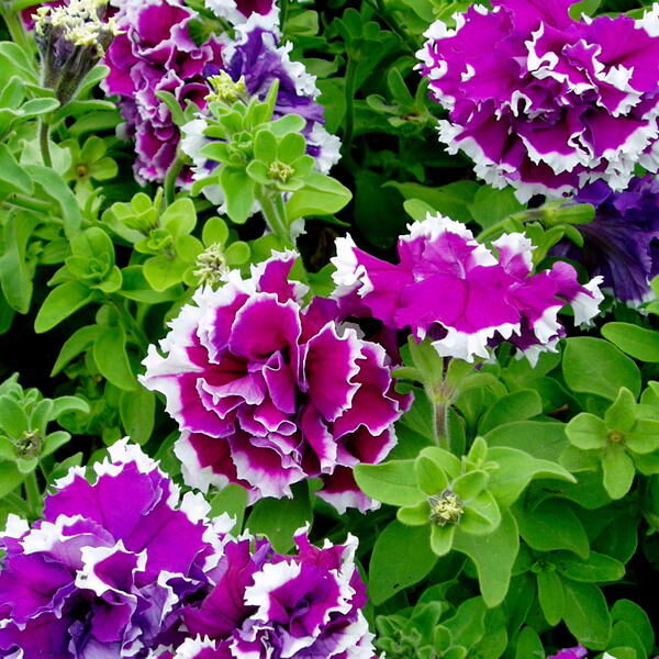 Петуния "Пируэт Пурпл F1" (Плазмас) недорого в Хабаровске