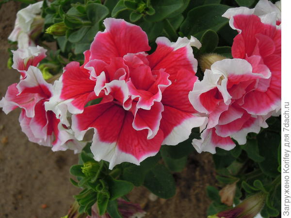 Петуния "Ред энд Уайт" F1 (Плазмас) недорого в Хабаровске