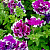 Петуния "Пируэт Пурпл F1" (Плазмас) недорого в Хабаровске